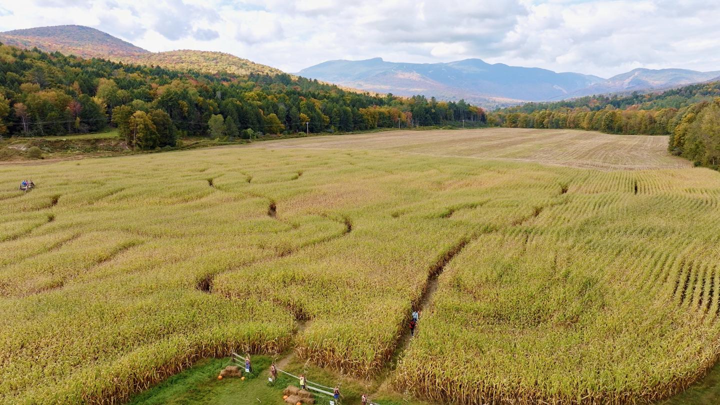 Corn maze in autumn, surrounded by colorful trees and distant mountains.